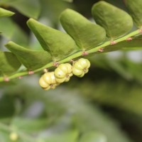 Phyllanthus buxifolius (Blume) Müll.Arg.