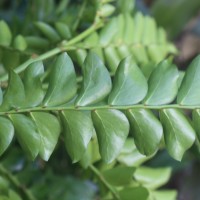 Phyllanthus buxifolius (Blume) Müll.Arg.