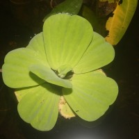 Pistia stratiotes L.