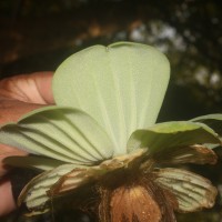 Pistia stratiotes L.