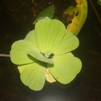 <i>Pistia stratiotes</i>  L.