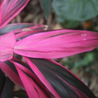 Cordyline fruticosa (L.) A.Chev.