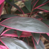 Cordyline fruticosa (L.) A.Chev.