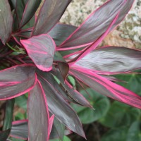 Cordyline fruticosa (L.) A.Chev.