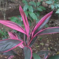 Cordyline fruticosa (L.) A.Chev.