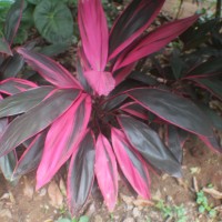 Cordyline fruticosa (L.) A.Chev.