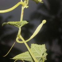 Luffa acutangula (L.) Roxb.