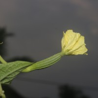 Luffa acutangula (L.) Roxb.