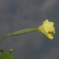 Luffa acutangula (L.) Roxb.