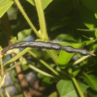 Vigna radiata (L.) R.Wilczek