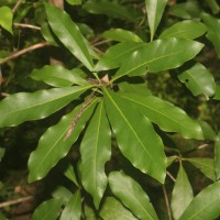 Alseodaphne semecarpifolia Nees