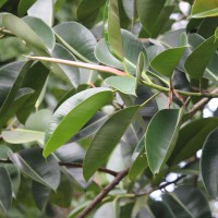 Ficus elastica Roxb. ex Hornem.