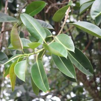 Ficus elastica Roxb. ex Hornem.