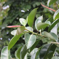 <i>Ficus elastica</i>  Roxb. ex Hornem.