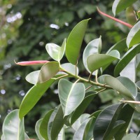 Ficus elastica Roxb. ex Hornem.