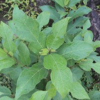 Ficus exasperata Vahl