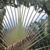 Ravenala madagascariensis Sonn.