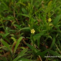 <i>Striga asiatica</i>  (L.) Kuntze