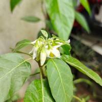 Solanum pubescens Willd.