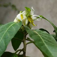 Solanum pubescens Willd.