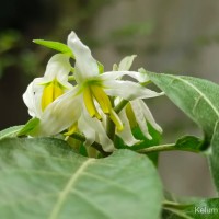 Solanum pubescens Willd.