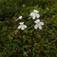 Striga angustifolia (D.Don) C.J.Saldanha