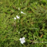 Striga angustifolia (D.Don) C.J.Saldanha