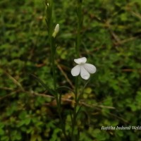 Striga angustifolia (D.Don) C.J.Saldanha