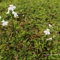 Striga angustifolia (D.Don) C.J.Saldanha