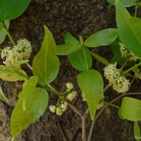 Strychnos potatorum L.f.