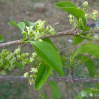 Canthium coromandelicum (Burm.f.) Alston