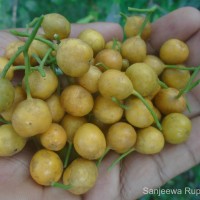 Canthium coromandelicum (Burm.f.) Alston