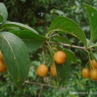 Canthium coromandelicum (Burm.f.) Alston