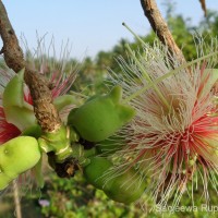 Careya arborea Roxb.