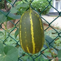 Cucumis melo L.