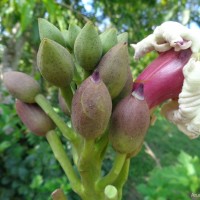 Oroxylum indicum (L.) Kurz