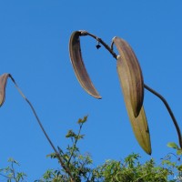 Oroxylum indicum (L.) Kurz