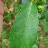 Gynochthodes umbellata (L.) Razafim. & B.Bremer