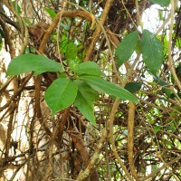 Gynochthodes umbellata (L.) Razafim. & B.Bremer