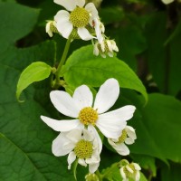 Montanoa hibiscifolia Benth.