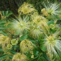 Albizia lebbeck (L.) Benth.