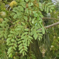 Albizia lebbeck (L.) Benth.