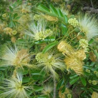 Albizia lebbeck (L.) Benth.