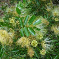 Albizia lebbeck (L.) Benth.