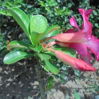 Adenium obesum (Forssk.) Roem. & Schult.