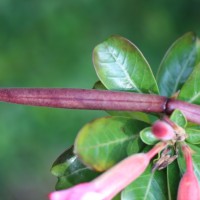 Adenium obesum (Forssk.) Roem. & Schult.