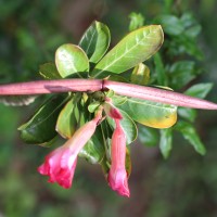 Adenium obesum (Forssk.) Roem. & Schult.