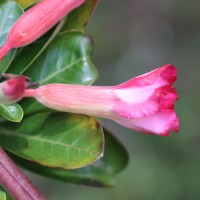 Adenium obesum (Forssk.) Roem. & Schult.