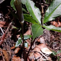 Arisaema leschenaultii Blume