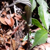 Arisaema leschenaultii Blume